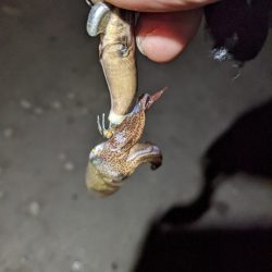 ヒイカエギング