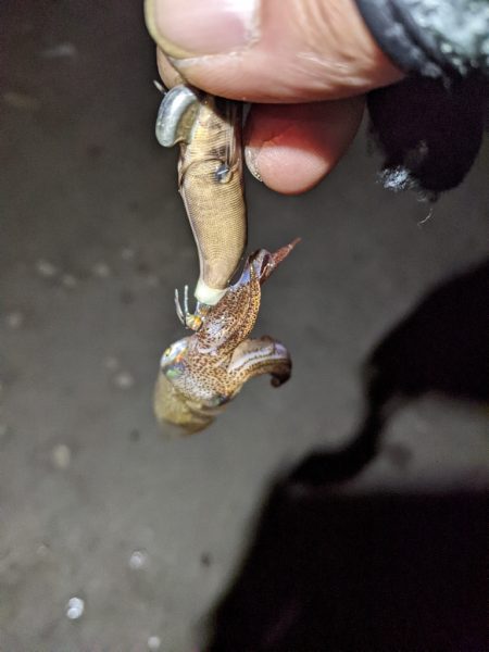 ヒイカエギング