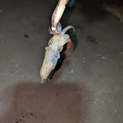 ヒイカ釣り納め