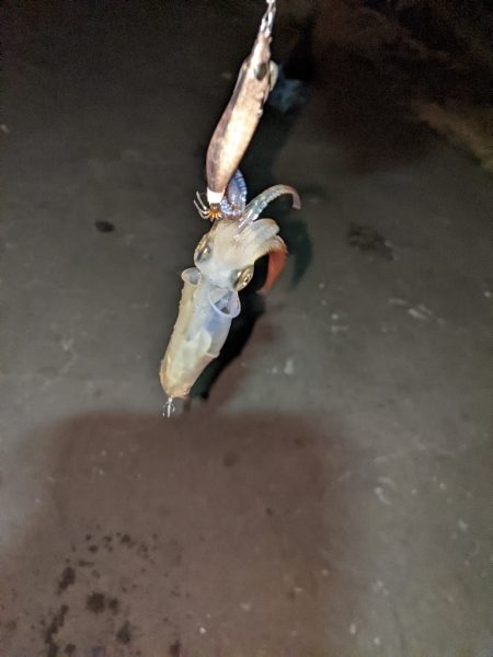 ヒイカ釣り納め