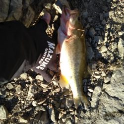 フリーリグで1本