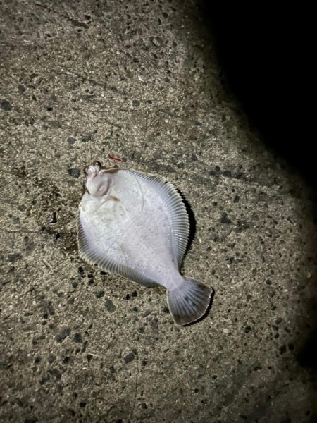 エビ巻き釣りで7目