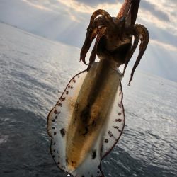 ボウス覚悟からの……