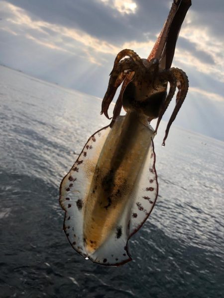 ボウス覚悟からの……