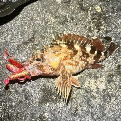 アコウ　釣り納め