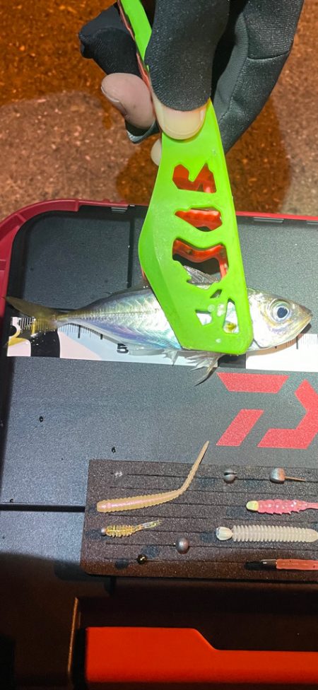 中アジを求めて