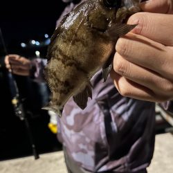 南紀のアオリイカ