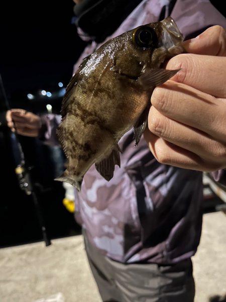 南紀のアオリイカ