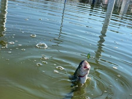 かめプーにて釣り納め