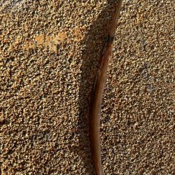 神戸にこんな魚が!!