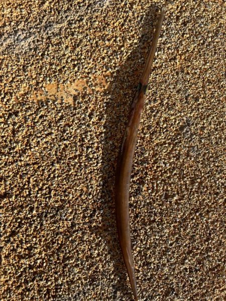 神戸にこんな魚が!!