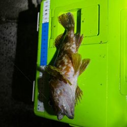 とにかくアジを釣りたくて