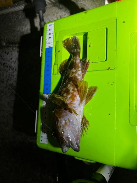 とにかくアジを釣りたくて