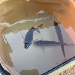 渋くなってきました