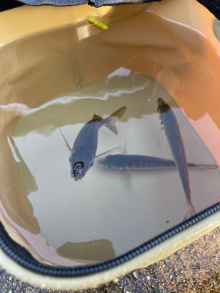 渋くなってきました