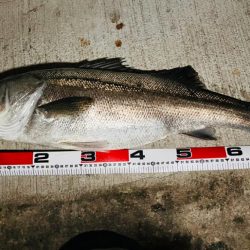 初ランカーシーバス