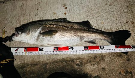 初ランカーシーバス