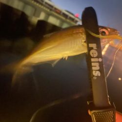 のませ用のアジ確保のため🐟