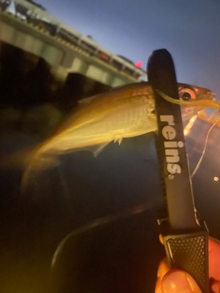 のませ用のアジ確保のため🐟