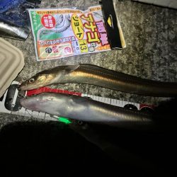 志筑 アナゴ大漁