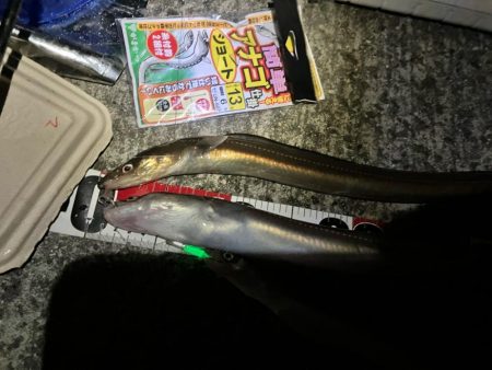 志筑 アナゴ大漁