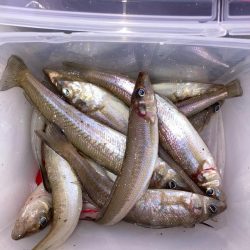 赤灯台〜東二見釣行!