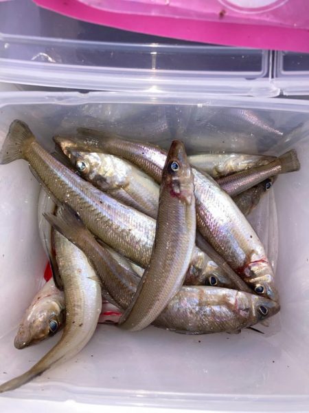 赤灯台〜東二見釣行!