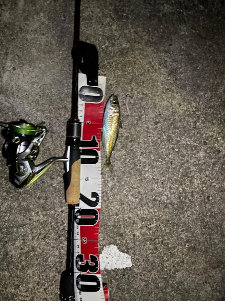 アジング　ツ抜け