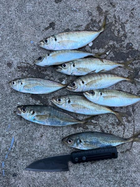大アジまだ釣れてます