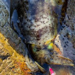海からのメリクリ❣️