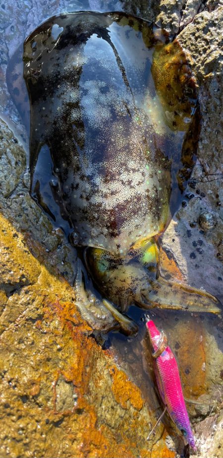 海からのメリクリ❣þ…