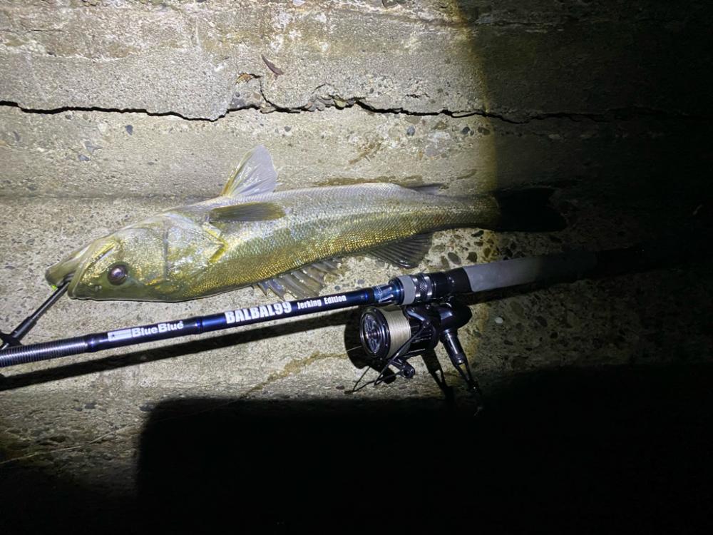 津波注意報で即撤収