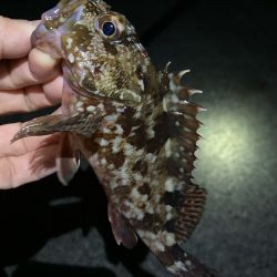 ライトゲームでアジ、メバル、ガシラ