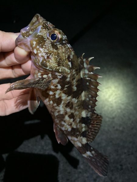 ライトゲームでアジ、メバル、ガシラ