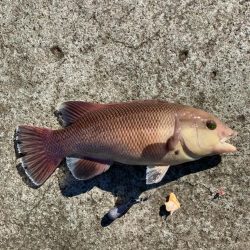 なんじゃこりゃ