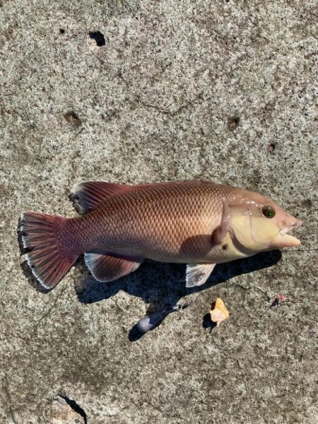 なんじゃこりゃ