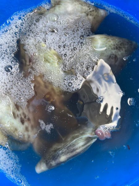 ショート五目カワハギ便