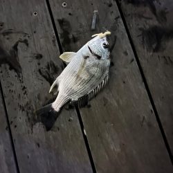 都市部、短時間ライトチニング