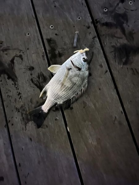 都市部、短時間ライトチニング