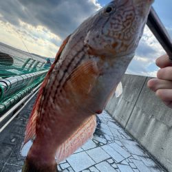 年来ラスト翼 坊主逃れで五目達成