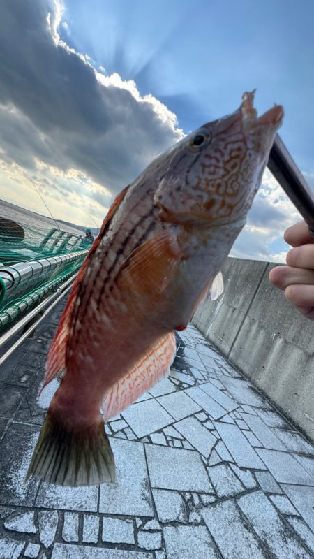 年来ラスト翼 坊主逃れで五目達成