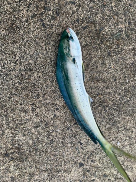 ペンペン狩りでLast surprise