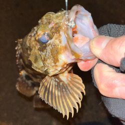 寒波到来?アジング