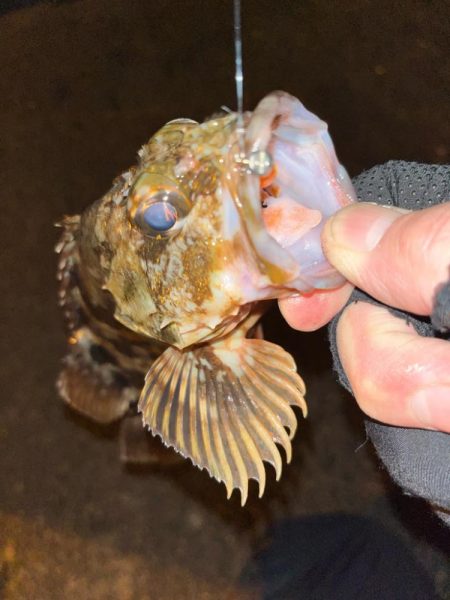 寒波到来?アジング