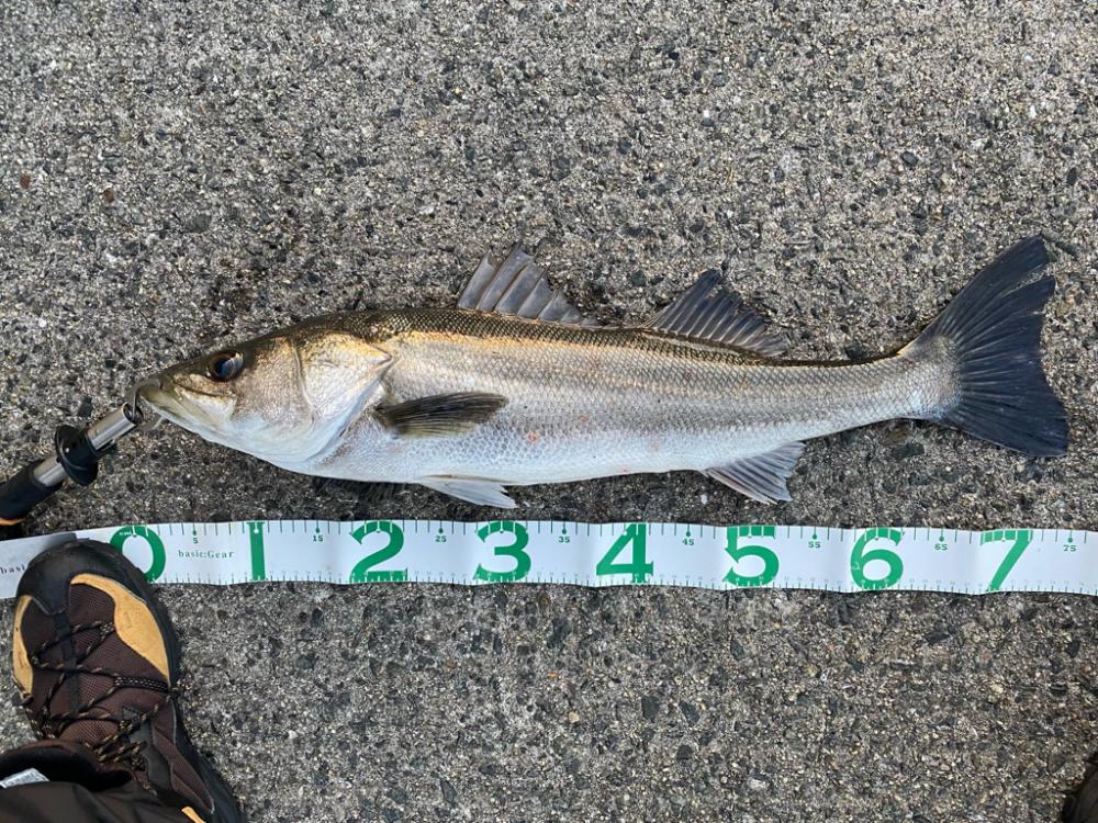 ショアジギング スズキ