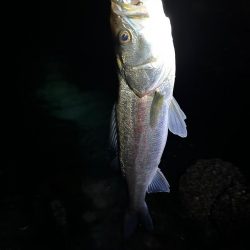 タフコンディションでヒラスズキゲーム