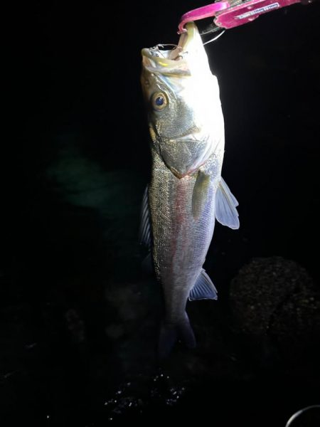 タフコンディションでヒラスズキゲーム