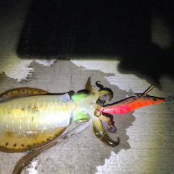 やったぜアオリ!