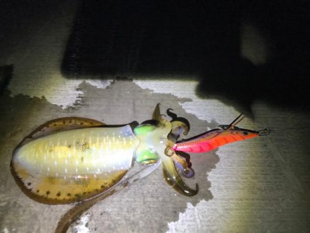 やったぜアオリ！