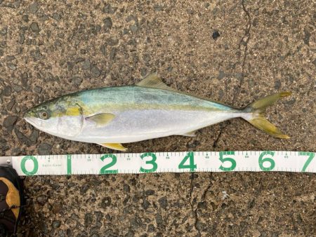 ルアー　ハマチ